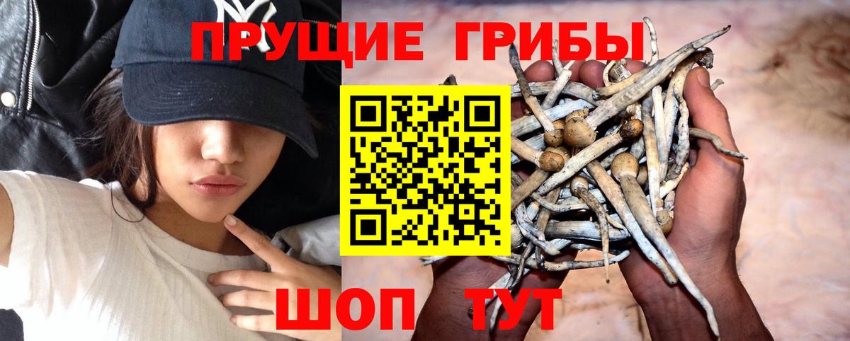 Псилоцибиновые грибы Psilocybe  Вход с VPN  Краснодар 